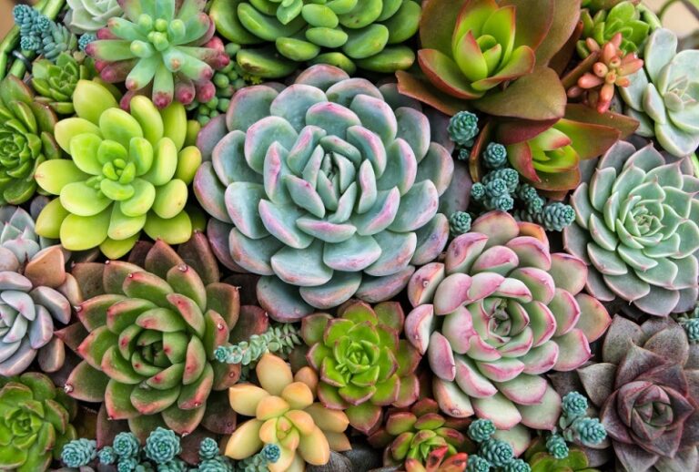 Growing Together: Team Building with Succulents